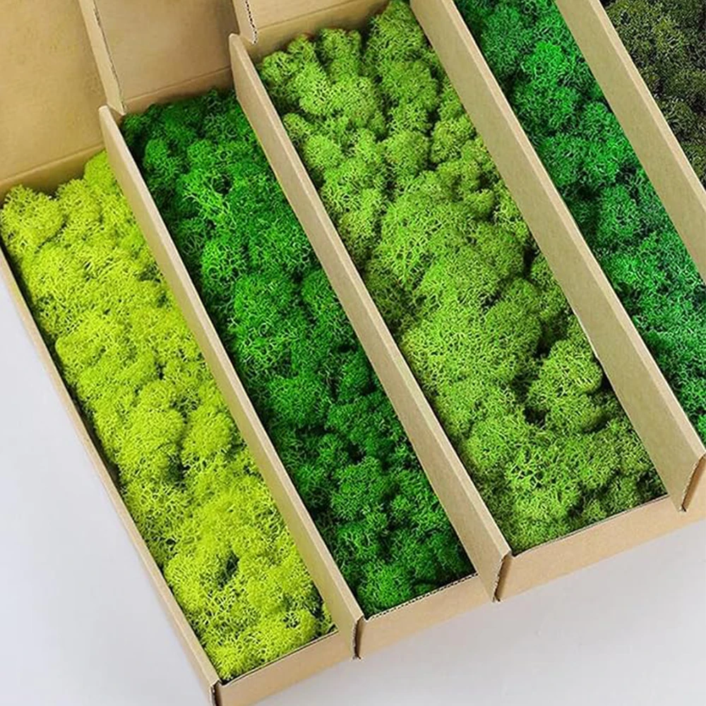 20-200 جرام نباتات خضراء اصطنا - مراجعة Sphagnum Moss Dry وسعره