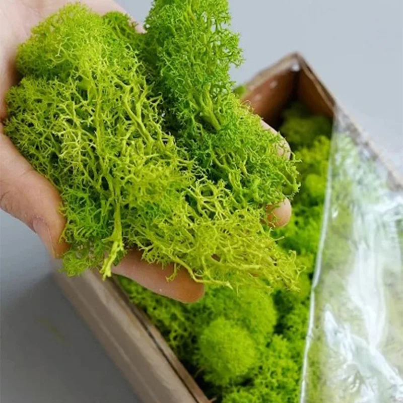 20-200 جرام نباتات خضراء اصطنا - مراجعة Sphagnum Moss Dry وسعره