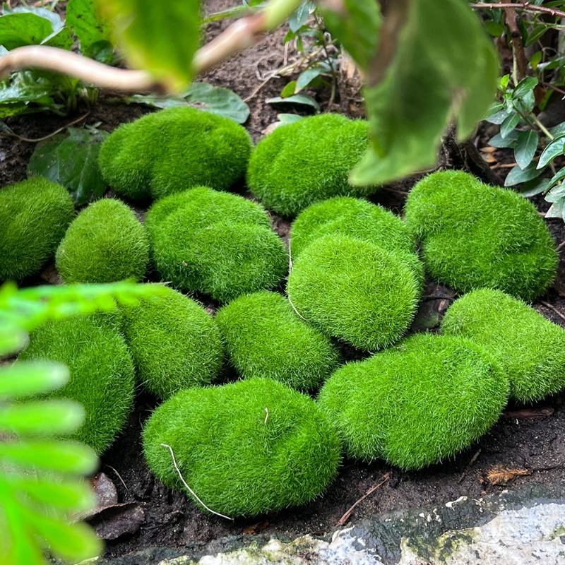 5/30 قطعة من أحجار الطحلب الاص - مراجعة Sphagnum Moss Dry وسعره