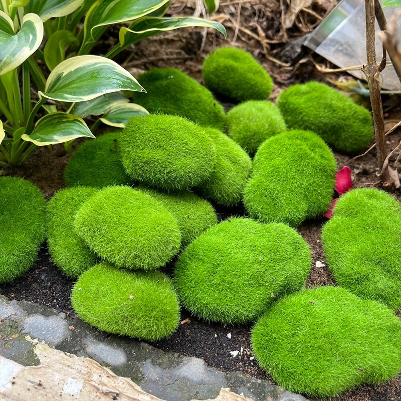5/30 قطعة من أحجار الطحلب الاص - مراجعة Sphagnum Moss Dry وسعره