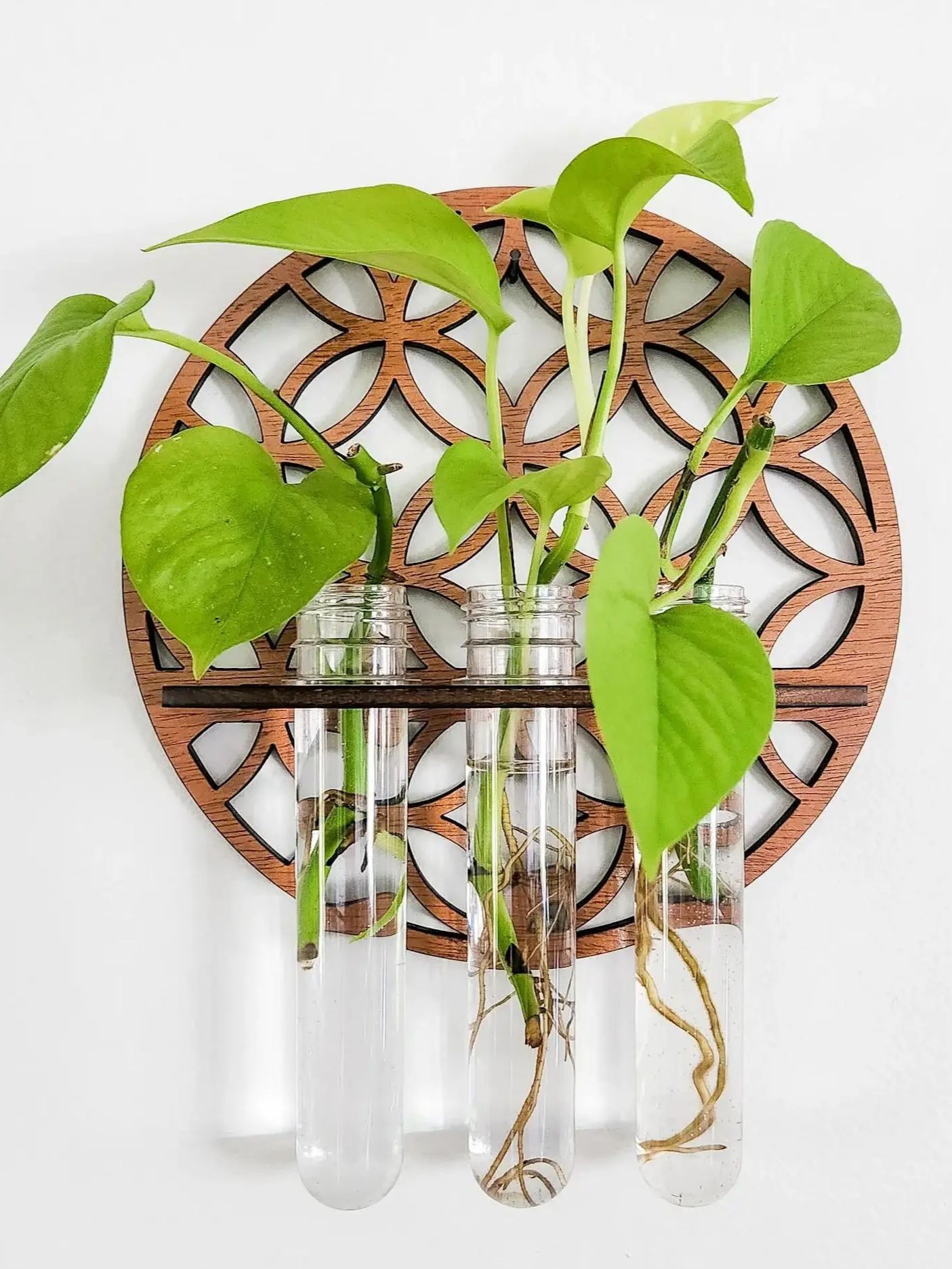 حديقة جدار المزارعون داخلي خشب - مراجعة Propagation Station Vase وسعره