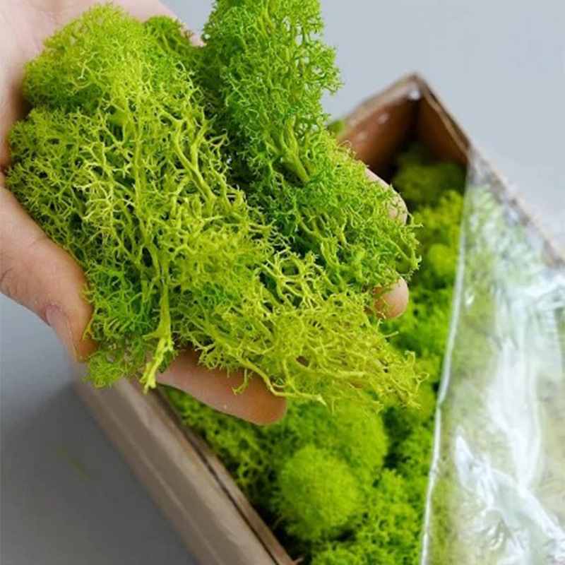 طحالب الحياة الأبدية 100/200/5 - مراجعة Sphagnum Moss Dry وسعره