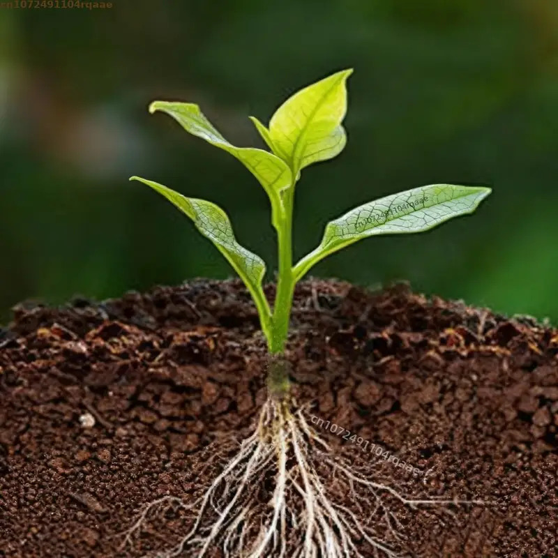 مسحوق تجذير النباتات، حمض الإن - مراجعة Rooting Hormone Powder وسعره