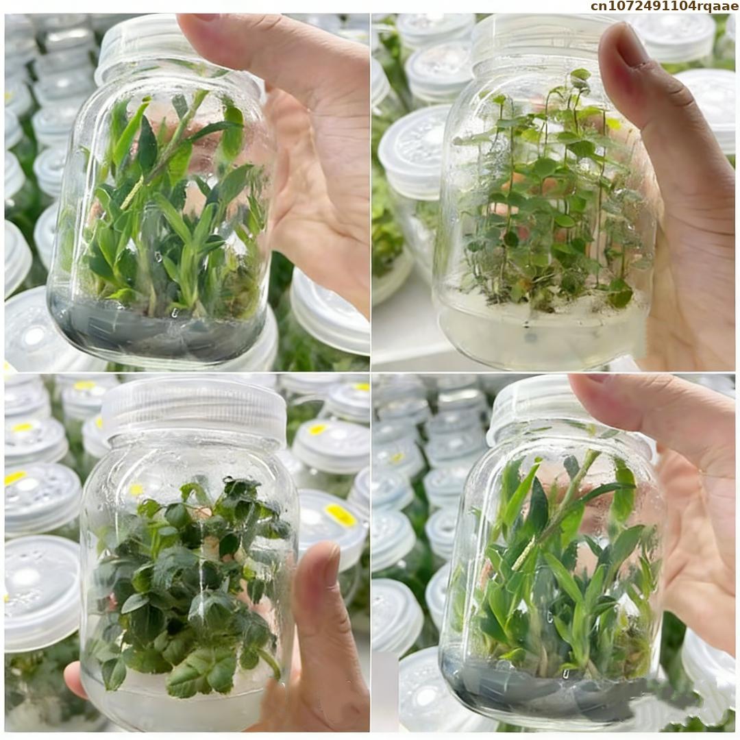 مسحوق أجار عالي الجودة لزراعة  - مراجعة Agar Tissue Culture وسعره