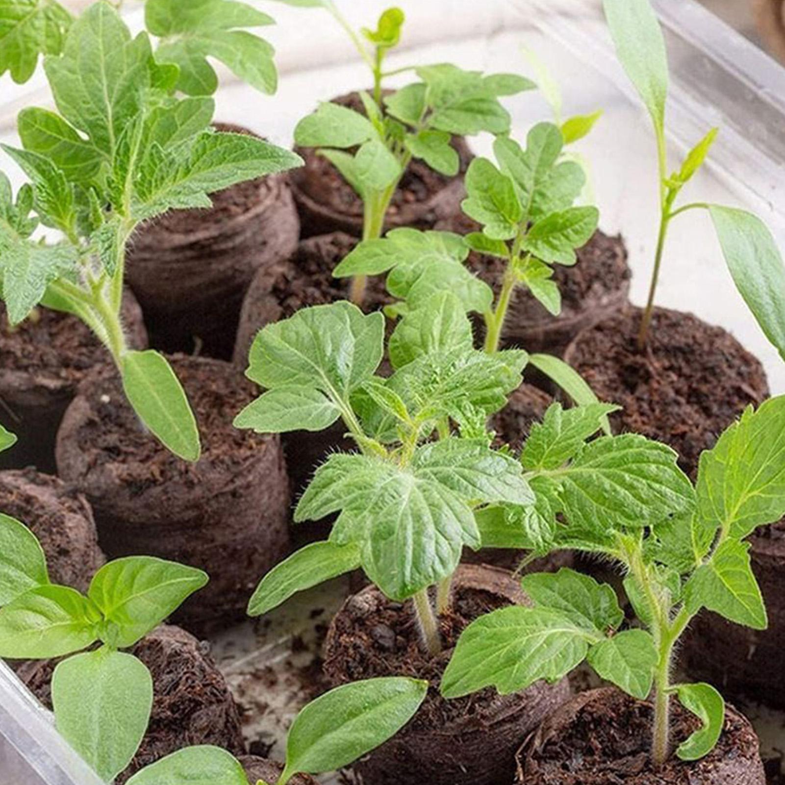 100 قطعة من أقراص التربة المضغ - مراجعة Peat Pellet Tray وسعره